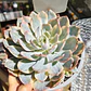 Echeveria Subsessilis Variegada  - Miniatura 2