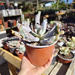 Echeveria Culibra