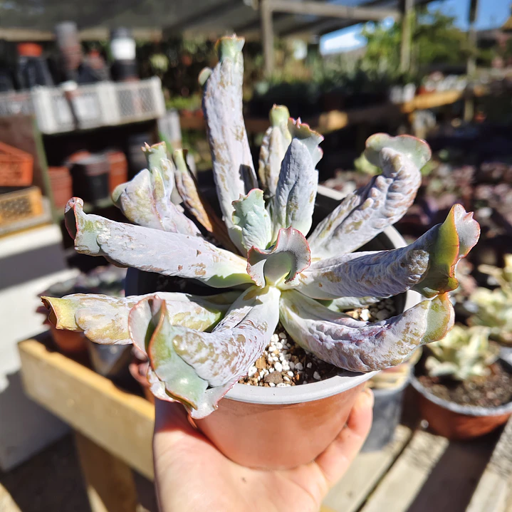 Echeveria Culibra 1