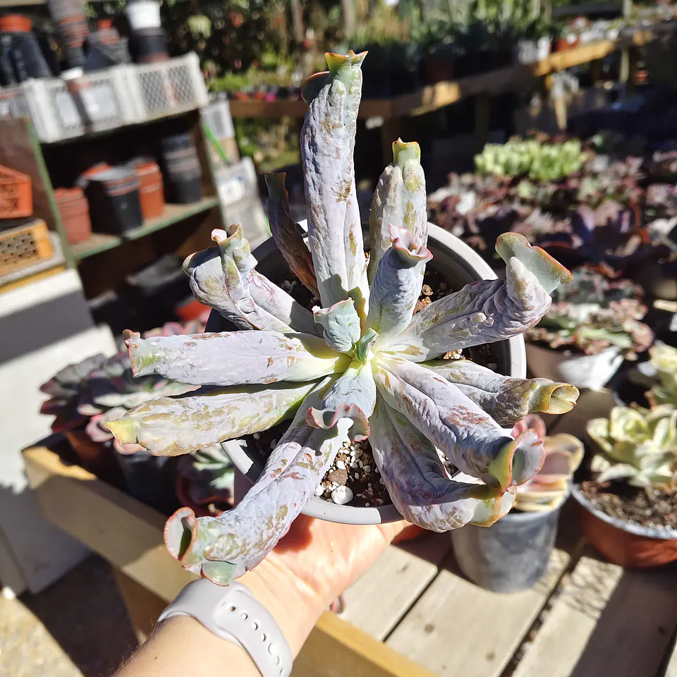 Echeveria Culibra 3