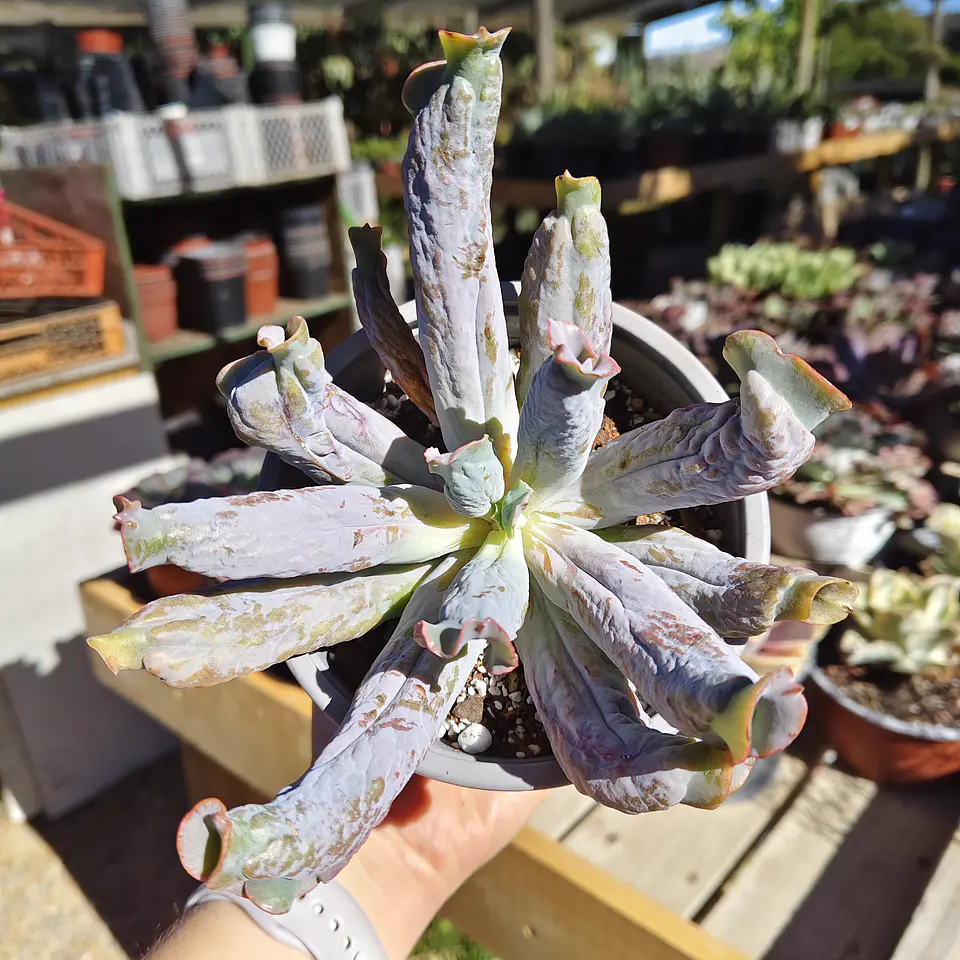 Echeveria Culibra 4