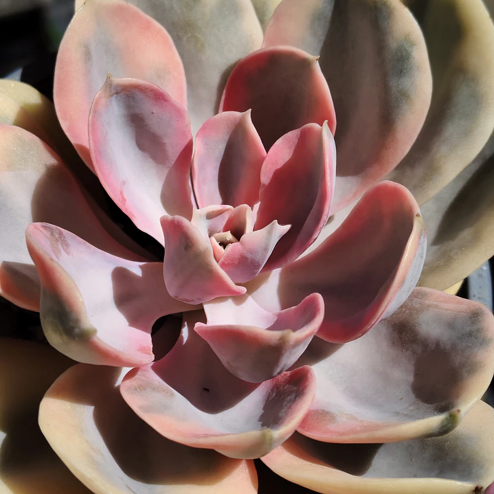 Echeveria Rainbow 2