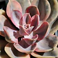 Echeveria Rainbow - Miniatura 2