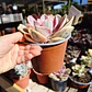 Echeveria Rainbow - Miniatura 4