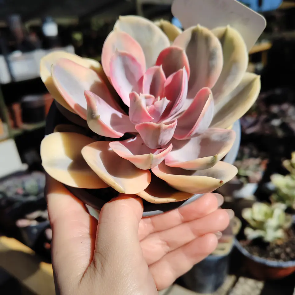 Echeveria Rainbow 3