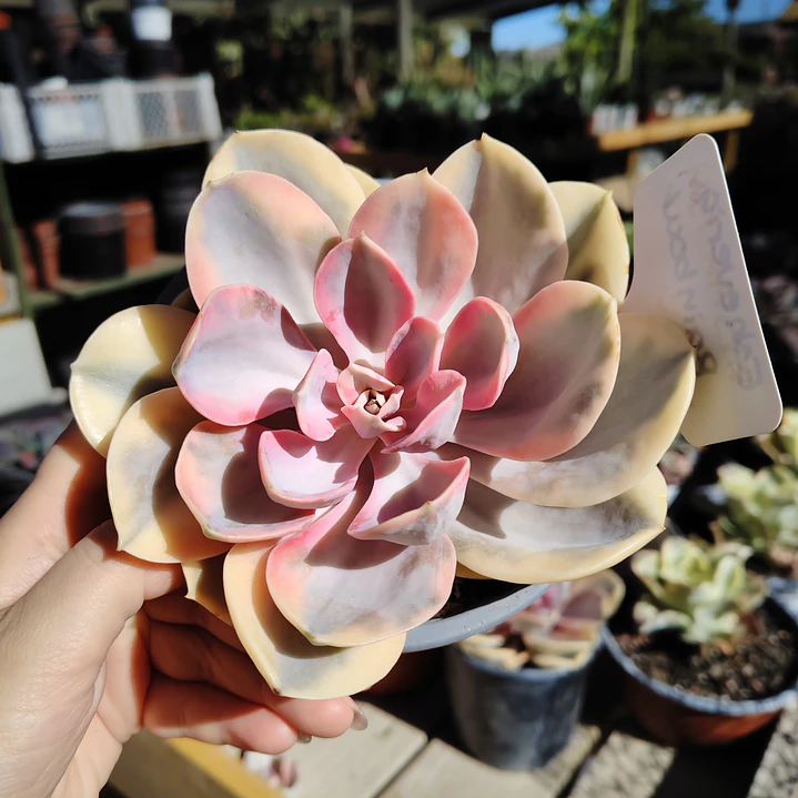 Echeveria Rainbow 1