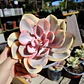 Echeveria Rainbow - Miniatura 1
