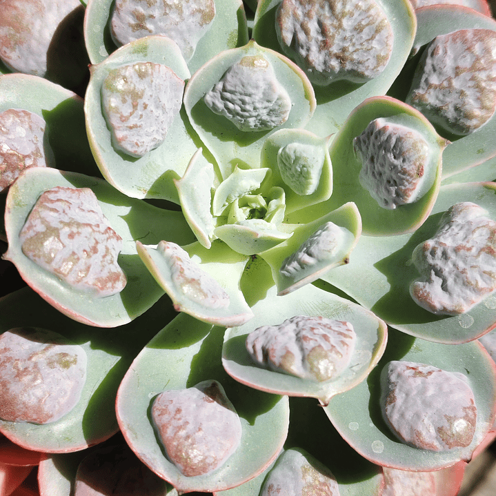 Echeveria Parva x Raindrops  2