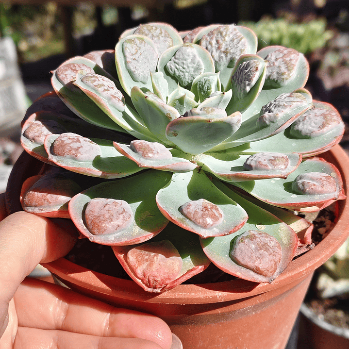 Echeveria Parva x Raindrops  3