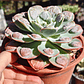 Echeveria Parva x Raindrops  - Miniatura 3