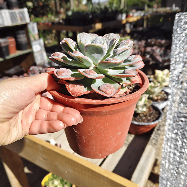 Echeveria Parva x Raindrops  4