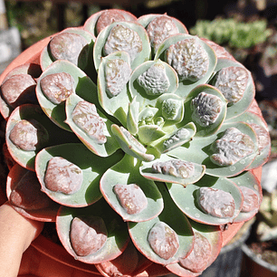 Echeveria Parva x Raindrops 