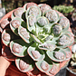 Echeveria Parva x Raindrops  - Miniatura 1