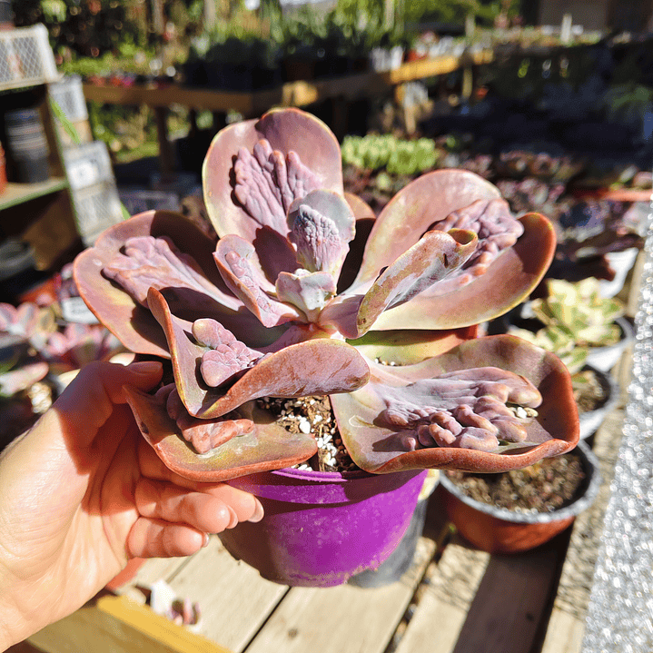 Echeveria Lilac Frost Carunculada 2