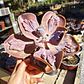 Echeveria Lilac Frost Carunculada - Miniatura 4