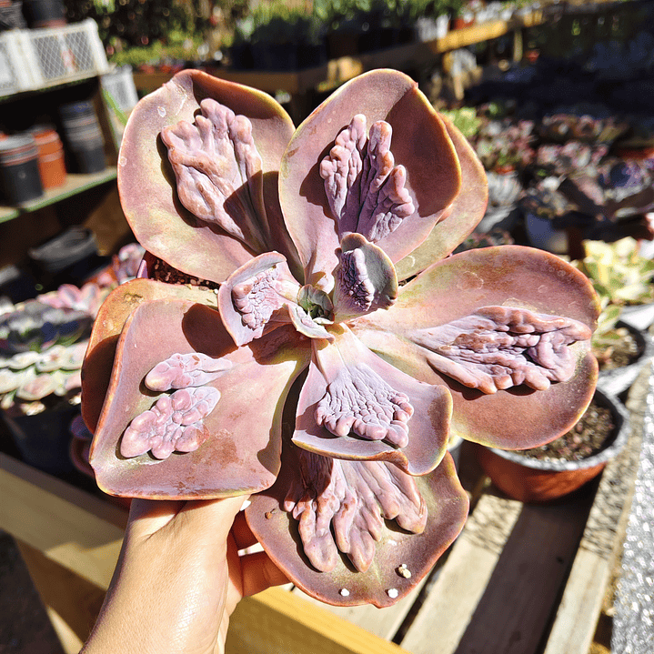 Echeveria Lilac Frost Carunculada 1