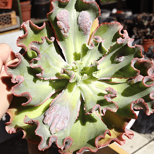 Echeveria Virginia Lee Caruncula