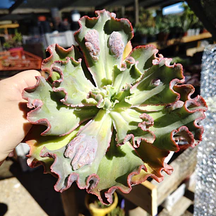 Echeveria Virginia Lee Caruncula
