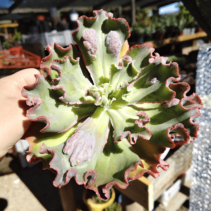 Echeveria Virginia Lee Caruncula 2