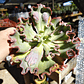 Echeveria Virginia Lee Caruncula - Miniatura 2