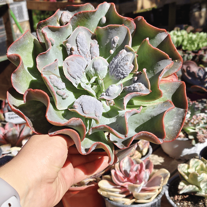 Echeveria New heights  2