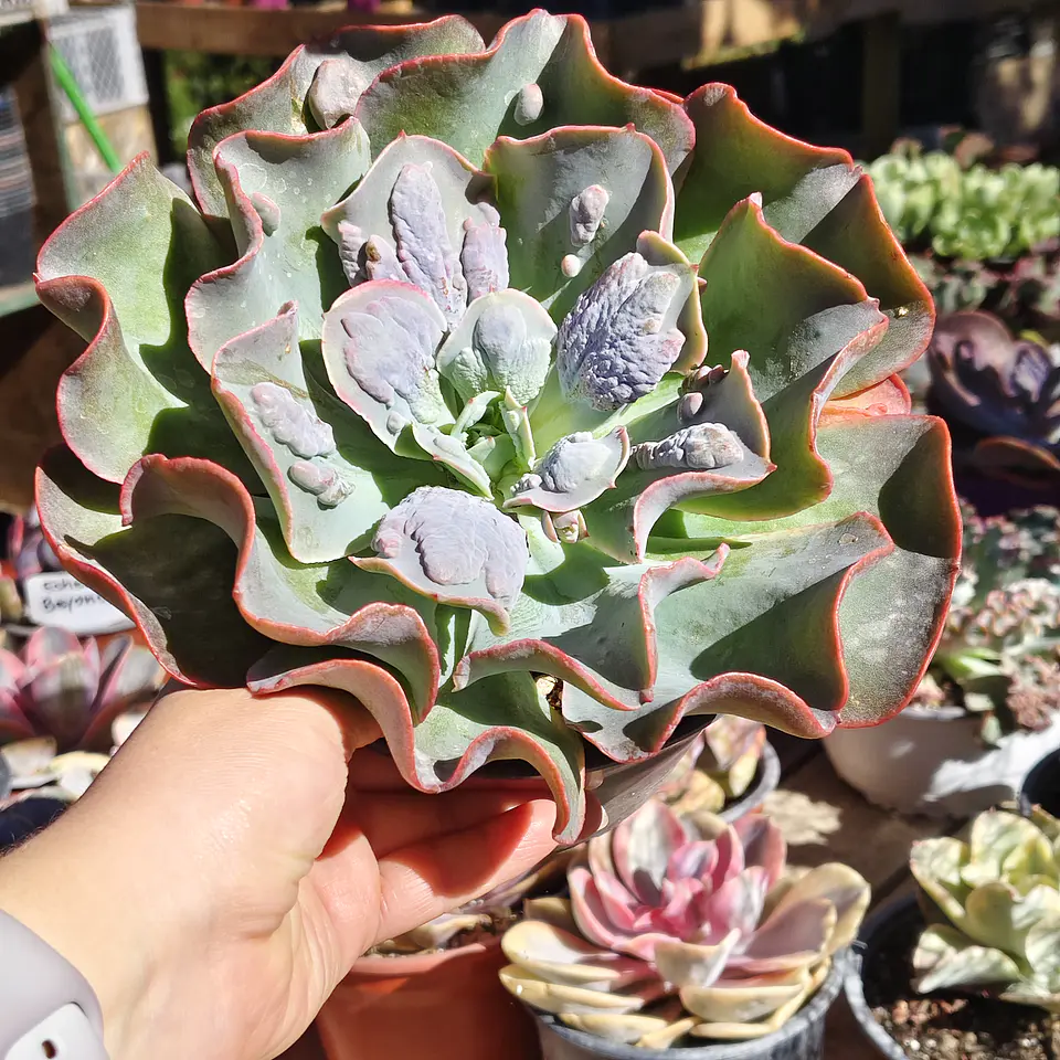 Echeveria New heights  2