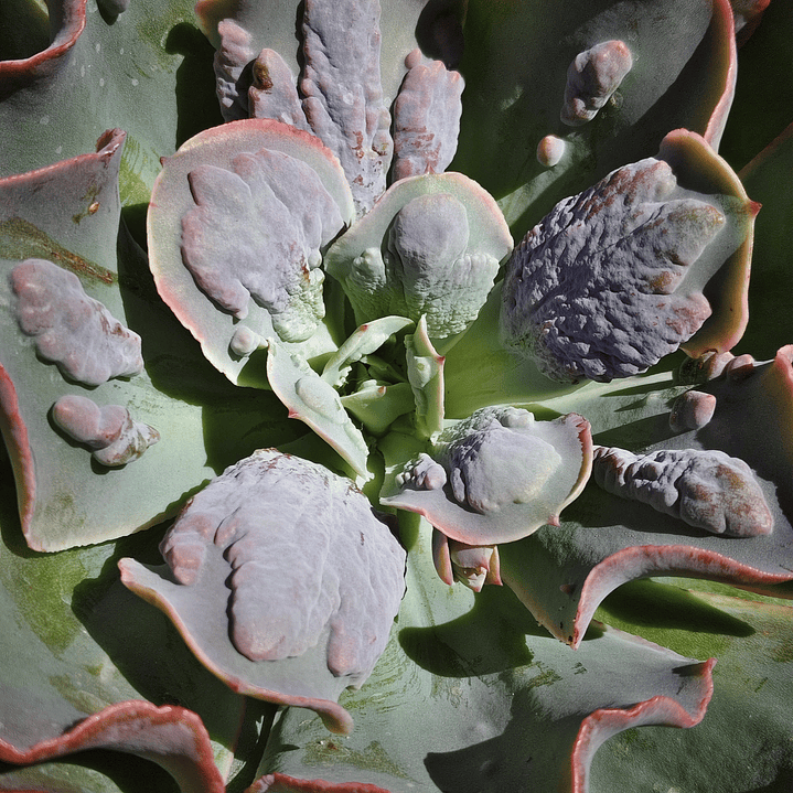 Echeveria New heights  3