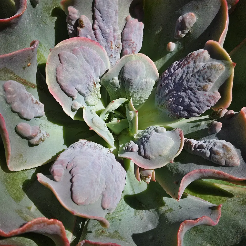Echeveria New heights  3