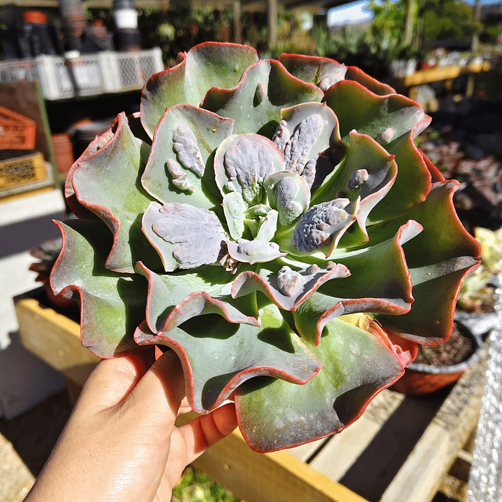 Echeveria New heights  4