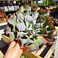 Echeveria New heights  - Miniatura 4