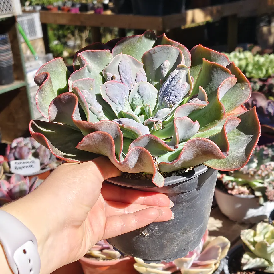 Echeveria New heights  5