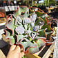 Echeveria New heights  - Miniatura 1