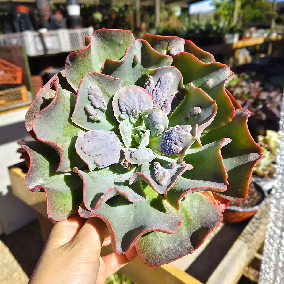 Echeveria New heights  1
