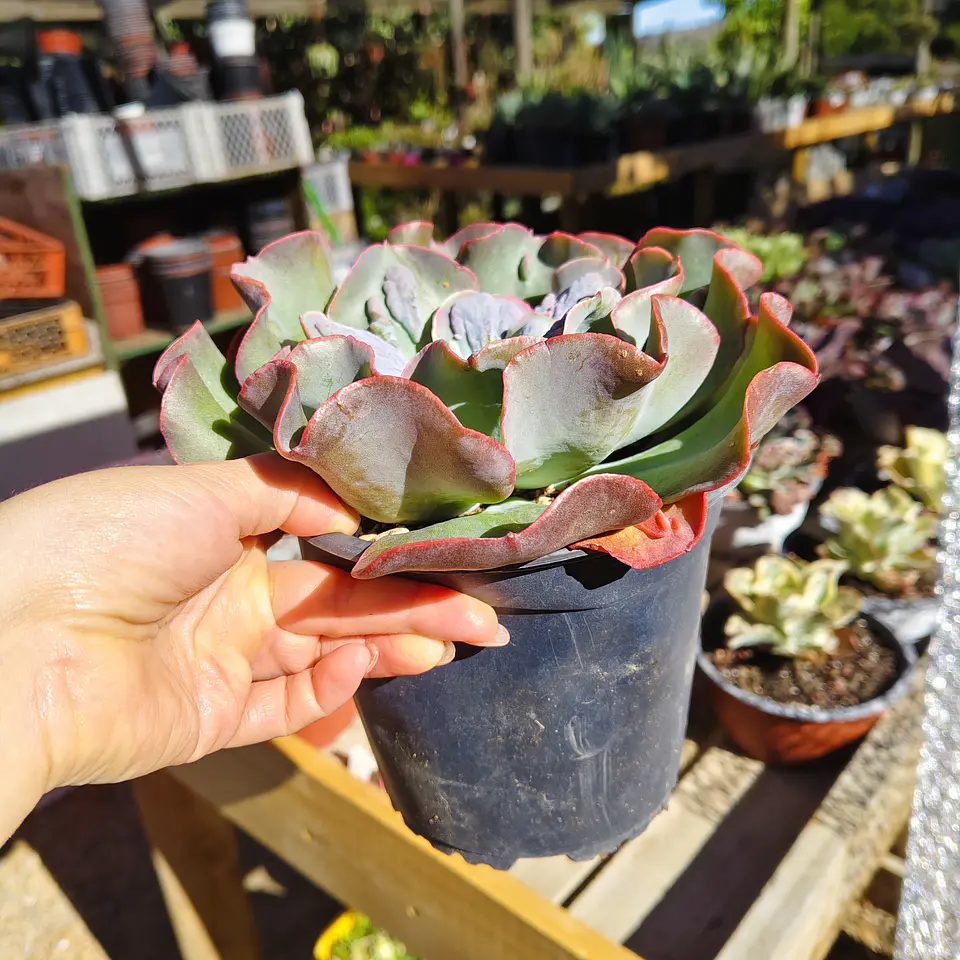 Echeveria New heights  6