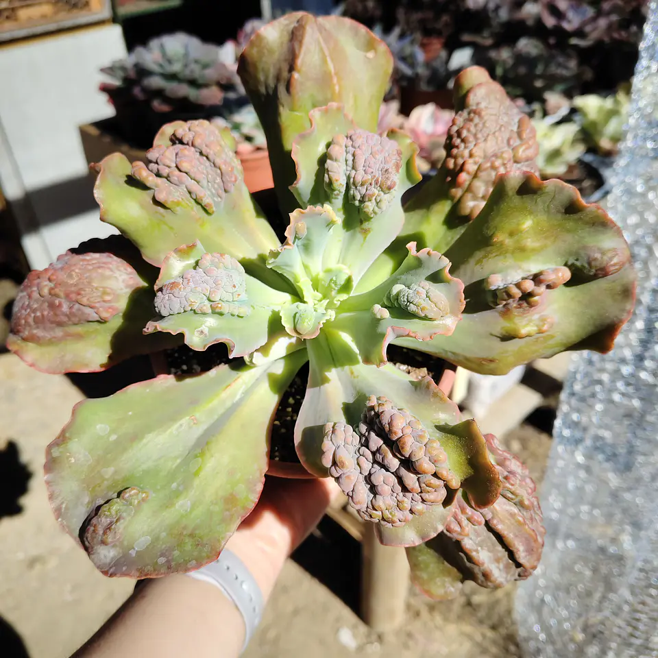 Echeveria Cloe Carunculada  2