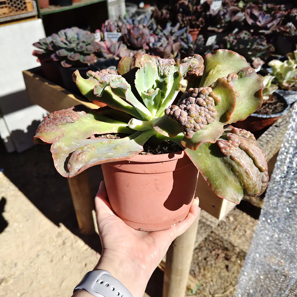 Echeveria Cloe Carunculada  4
