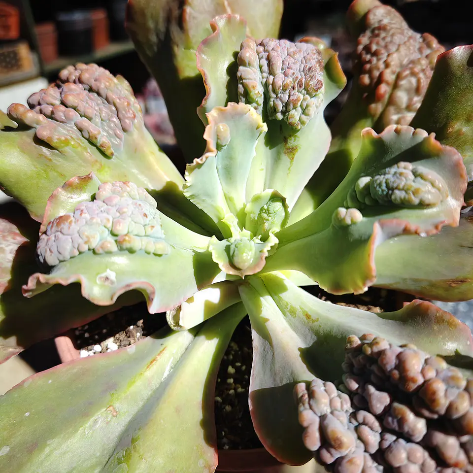 Echeveria Cloe Carunculada  3