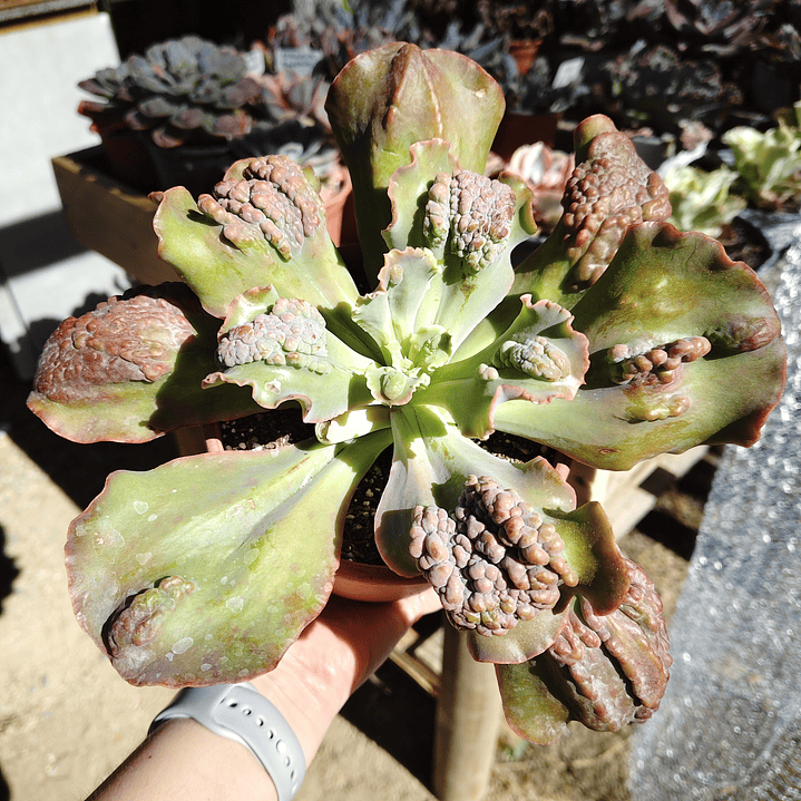 Echeveria Cloe Carunculada  5