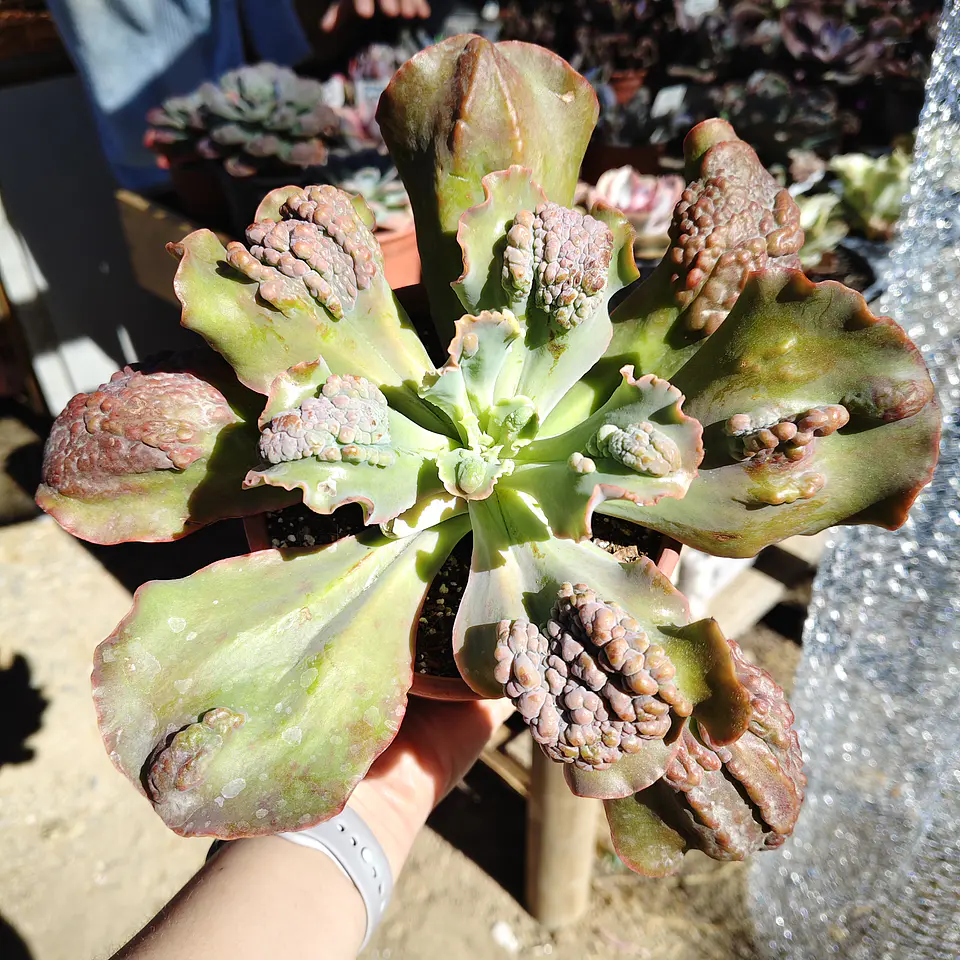 Echeveria Cloe Carunculada  1