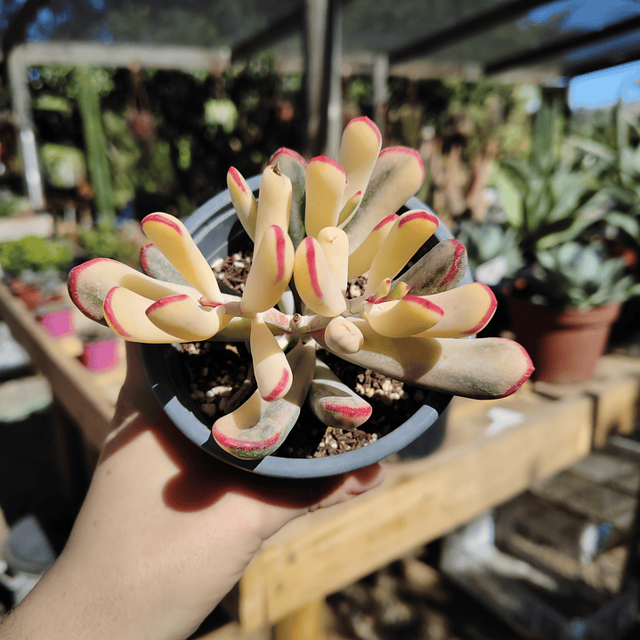 Cotyledon Orbiculata Flanaganii Variegada  8