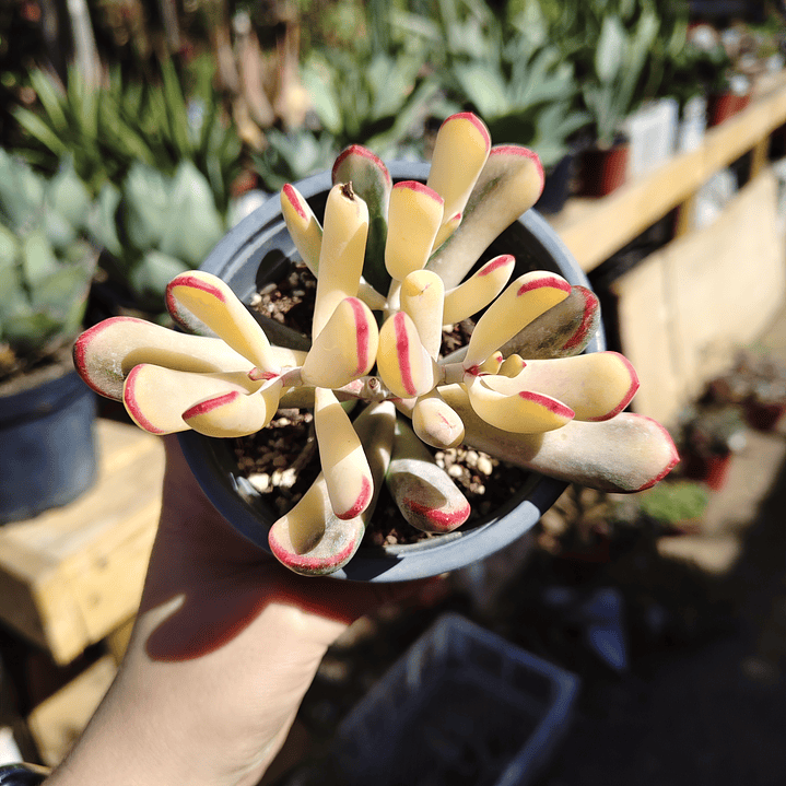 Cotyledon Orbiculata Flanaganii Variegada  5