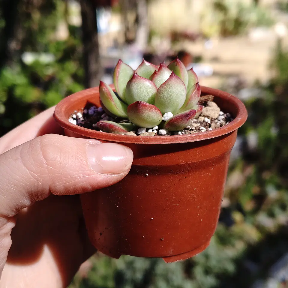 Echeveria Puli-Lindsayana 3