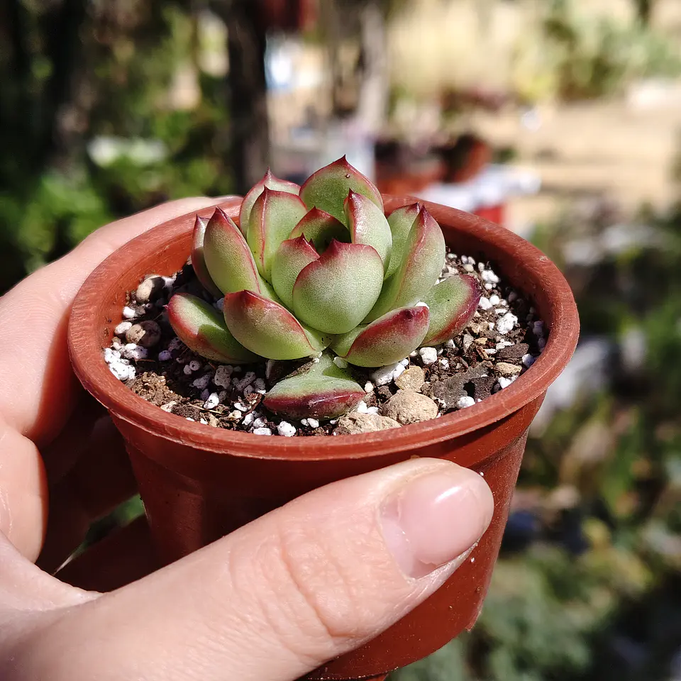 Echeveria Puli-Lindsayana 4