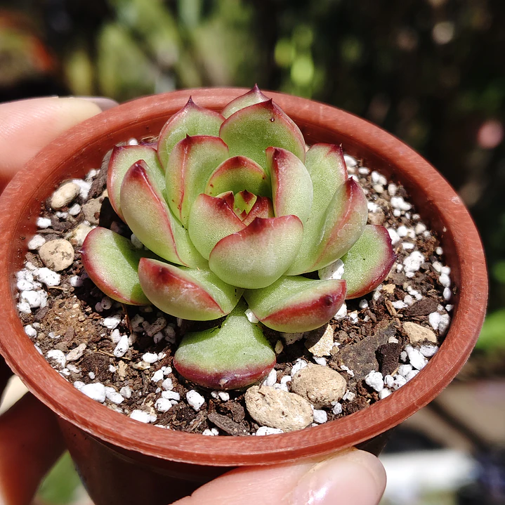 Echeveria Puli-Lindsayana 1