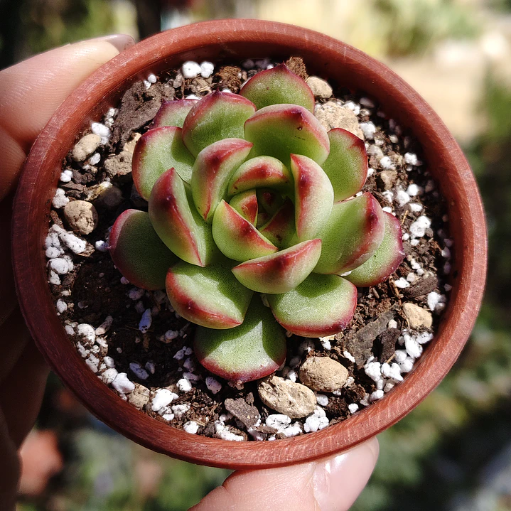 Echeveria Puli-Lindsayana 2
