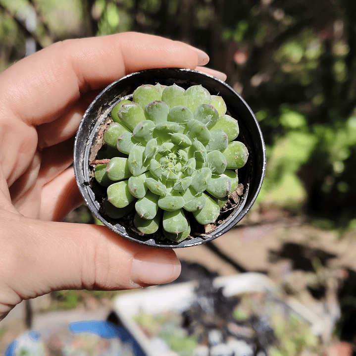 Echeveria setosa Deminuta 1