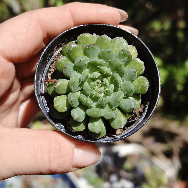 Echeveria setosa Deminuta 5