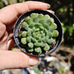 Echeveria setosa Deminuta - Miniatura 5