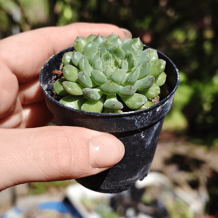 Echeveria setosa Deminuta 4