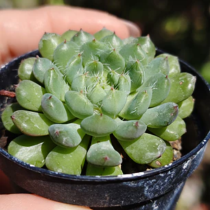 Echeveria setosa Deminuta